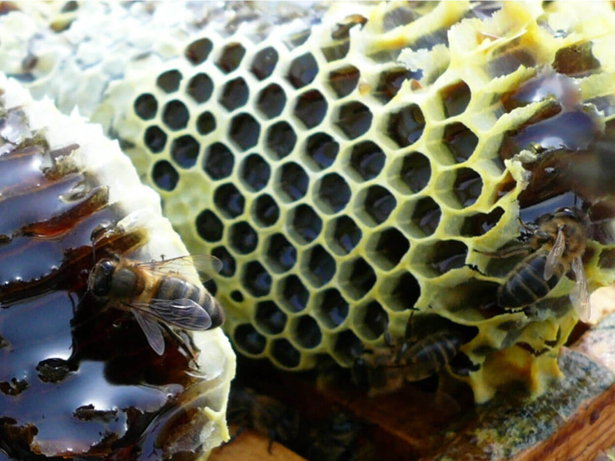 Mielería de Cameros panal de abejas